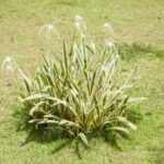 Top 10 Ornamental Grasses To Plant This year