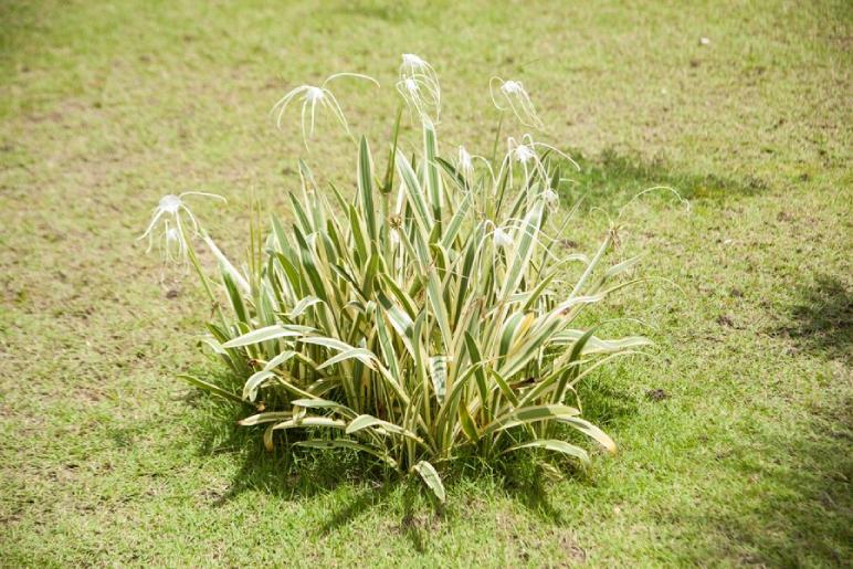 Top 10 Ornamental Grasses To Plant This year