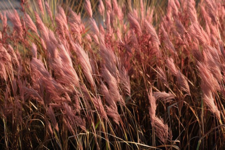 Feather Reed Grass