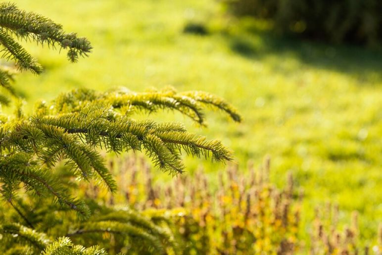 Japanese Forest Grass