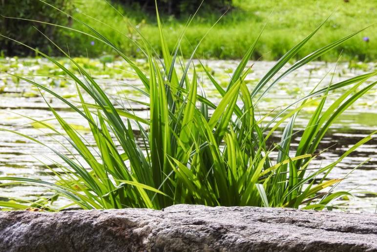 Fountain Grass