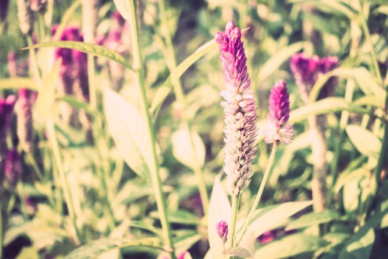 Pink Muhly Grass