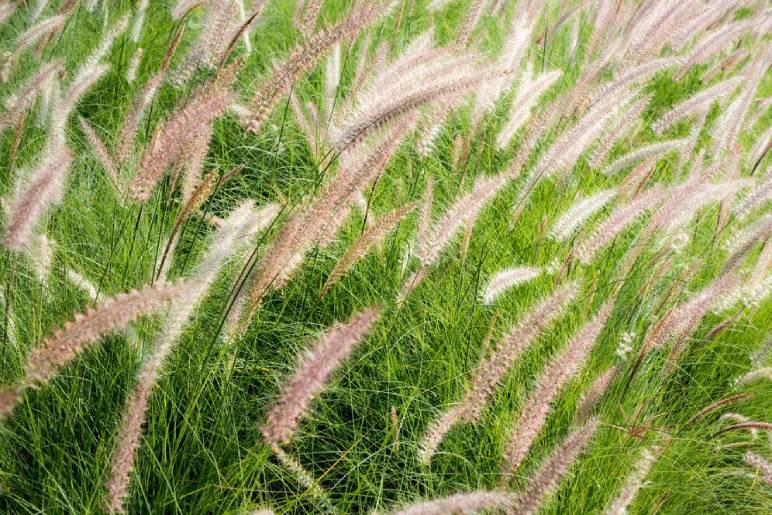 Zebra Grass