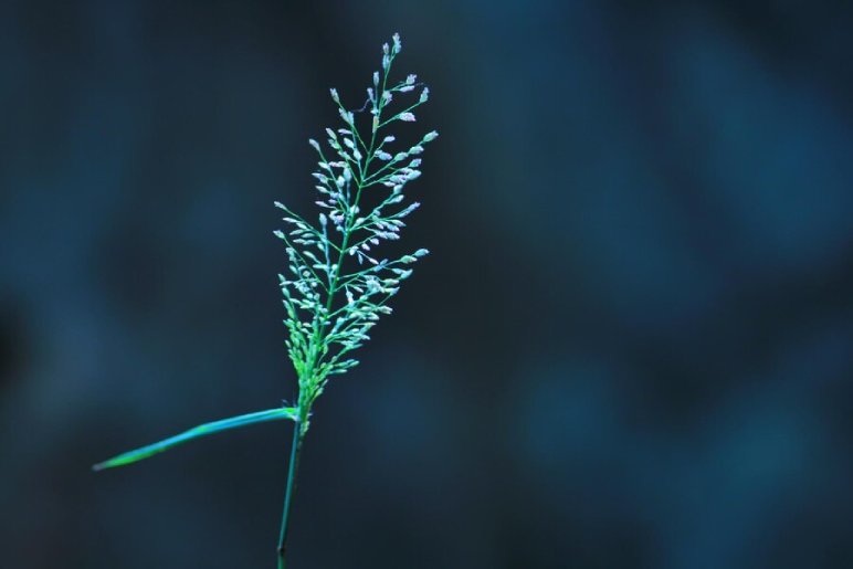 Little Bluestem 