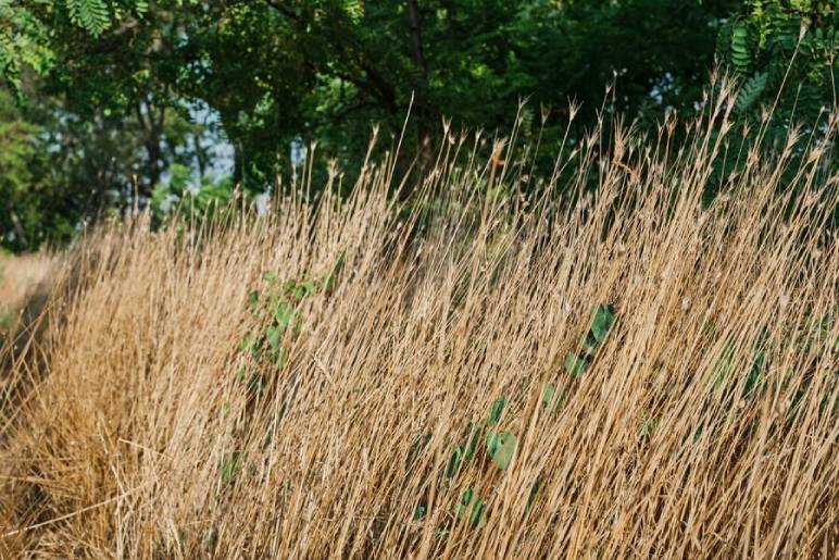  Giant Miscanthus 