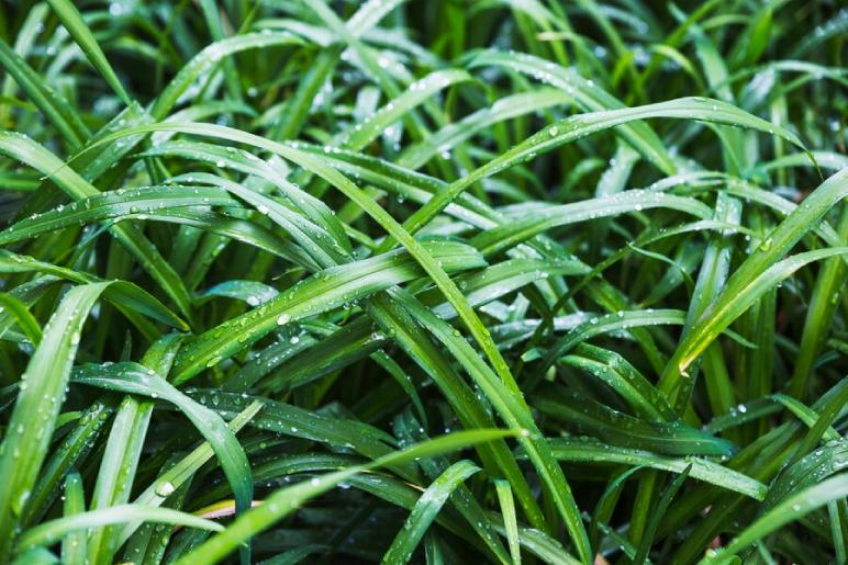 ornamental grasses